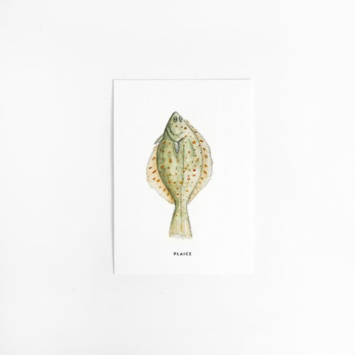 Postcard Plaice - 10 pieces