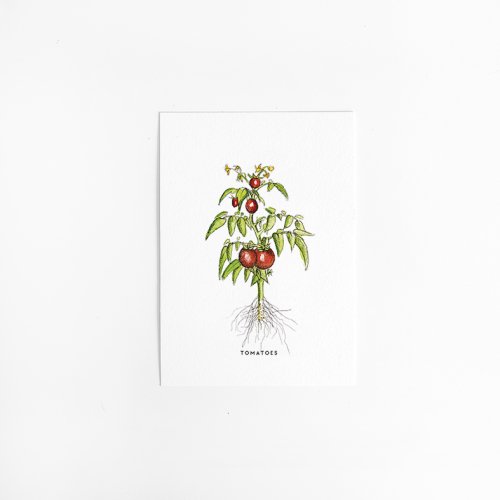 Postcard Tomato - 10 pieces