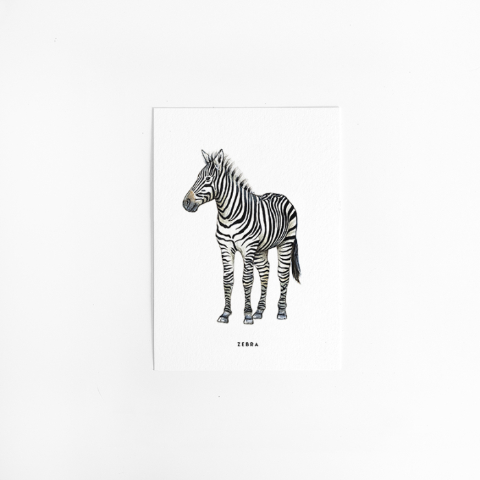 A. Kaart Zebra 10 st. A. Kaart Zebra 10 st.