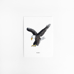 Postcard Eagle - 10 pieces