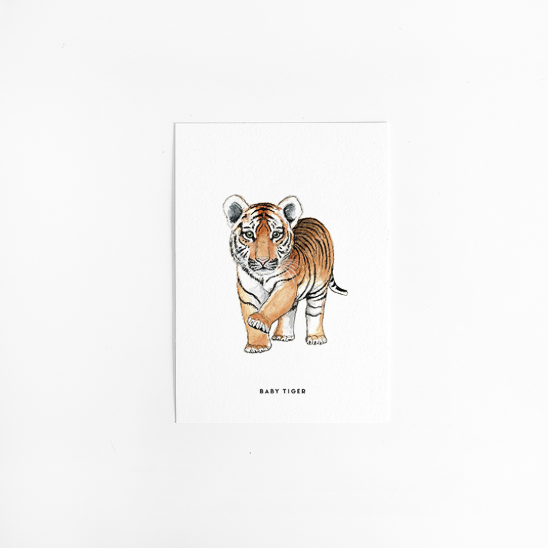 Postcard Baby Tiger - 10 pieces