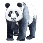 A. Kaart volwassen Panda 10 st.