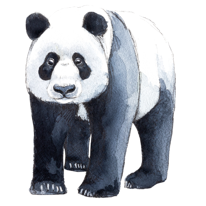 A. Kaart volwassen Panda 10 st.