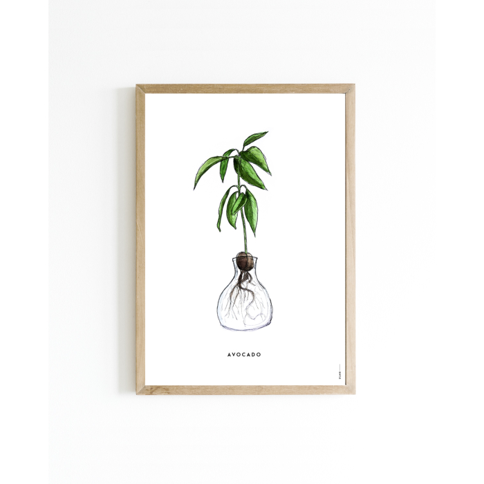 Poster Plant Avocado A4 6 st.