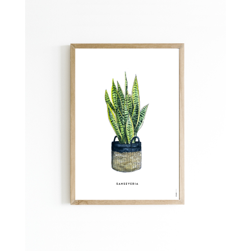 Poster Plant Sanseveria A4 6 st.