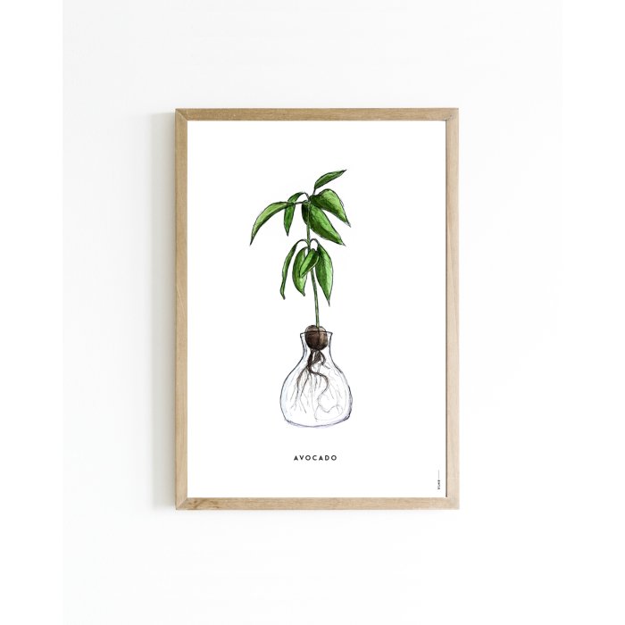 Poster Plant Avocado A4 6 st.