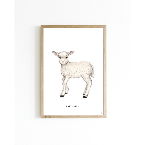 Poster Baby Sheep A4