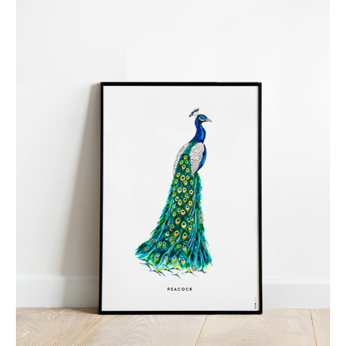 Poster Peacock 50x70 4p