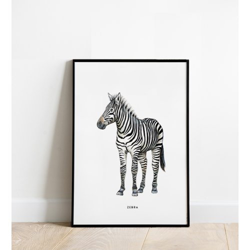 Poster Zebra 50x70 4p