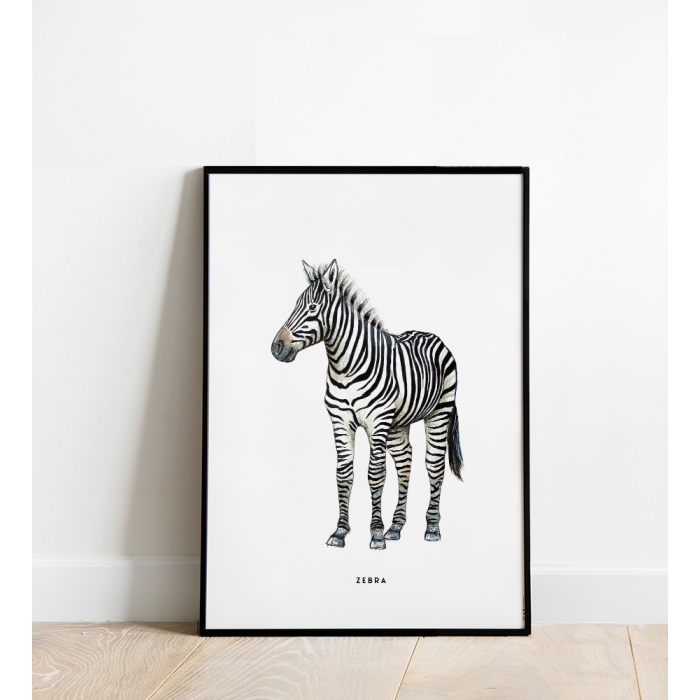 Poster Zebra 50x70 4 st.