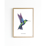 Poster Hummingbird A4