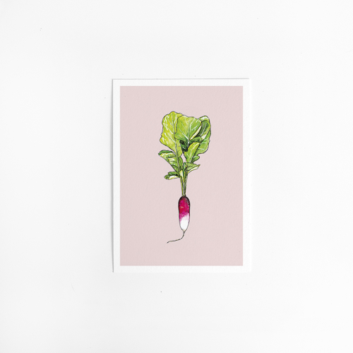 Mini poster Radish 15x20 6 st.